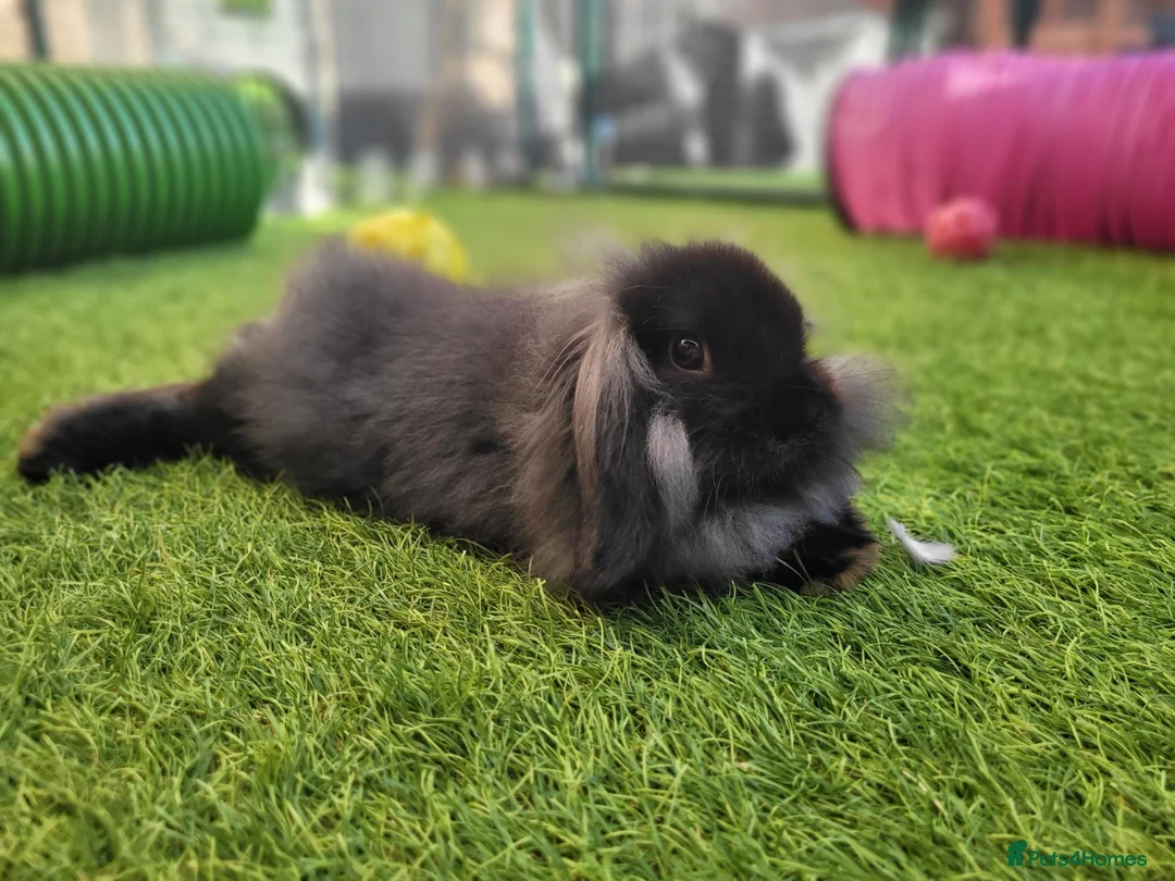 Mini Lop rabbits for sale: Beautiful Mini Lion Lop - READY TO LEAVE - Advert 1