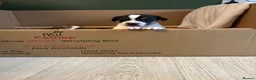 Jack Russell dogs for sale: Jack Russell Puppies - Girls - Advert 10