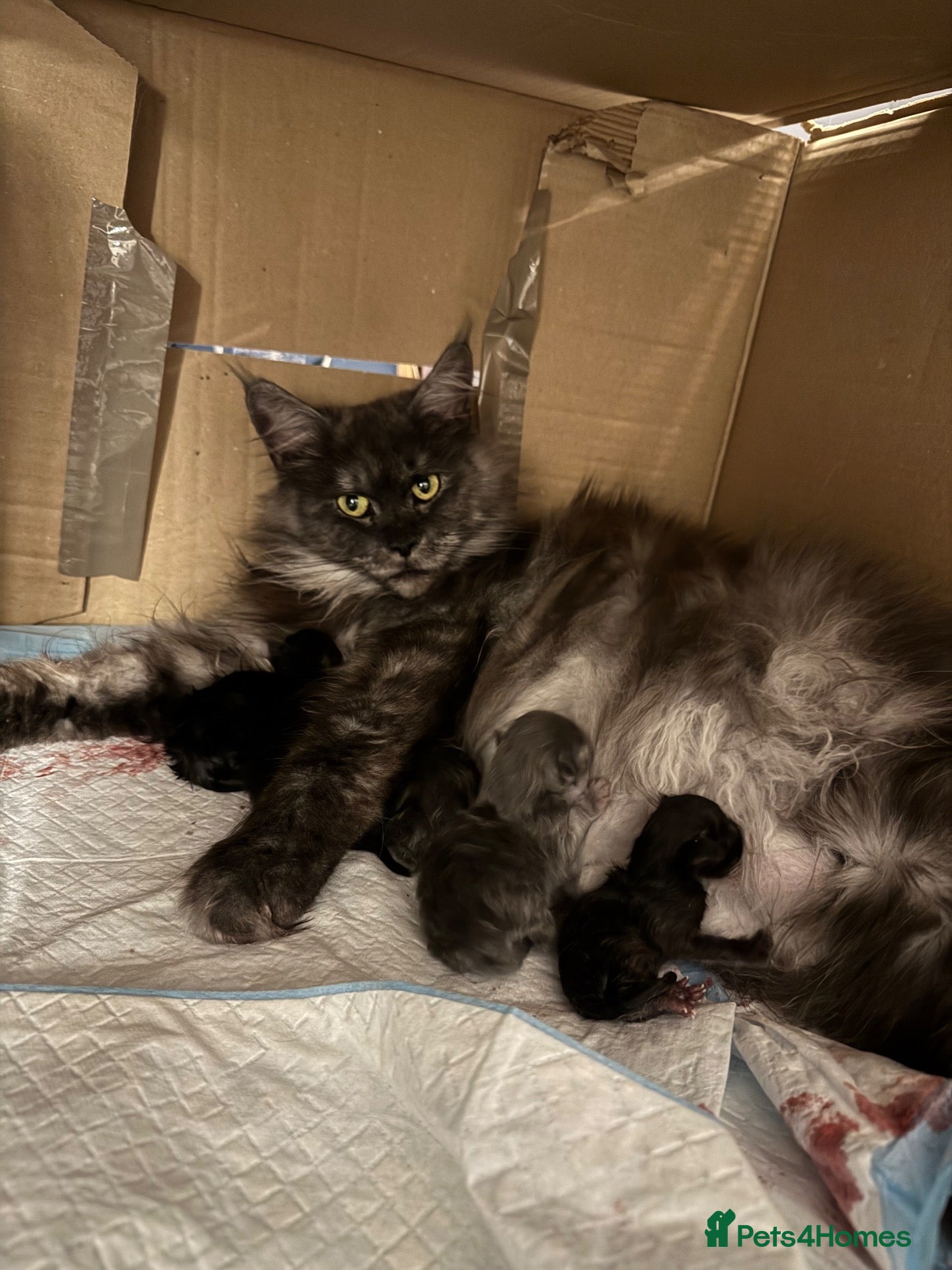 Maine Coon cats Absolutely gorgeous Maine Coon cross Kittens - Advert 1