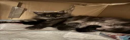 Maine Coon cats for sale: Absolutely gorgeous Maine Coon cross Kittens - Advert 1