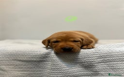 Labrador Retriever dogs for sale: Beautiful fox red puppies  - Image 27