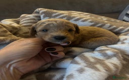 Cavapoochon dogs for sale: Teddy bear Cavapoochons health tested lineage - Advert 1