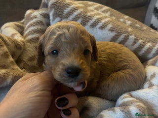 Cavapoochon dogs Teddy bear Cavapoochons health tested lineage - Advert 1