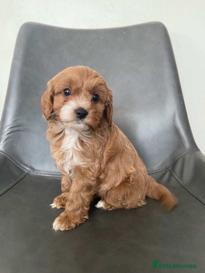 Cavapoo dogs Stunning Cavapoo Puppies 2 Boys & 2 Girls - Advert 1