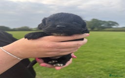 Cockapoo dogs for sale: Cockapoo puppies F1 READY TO LEAVE 🏡🥰 in Leicester - Image 25