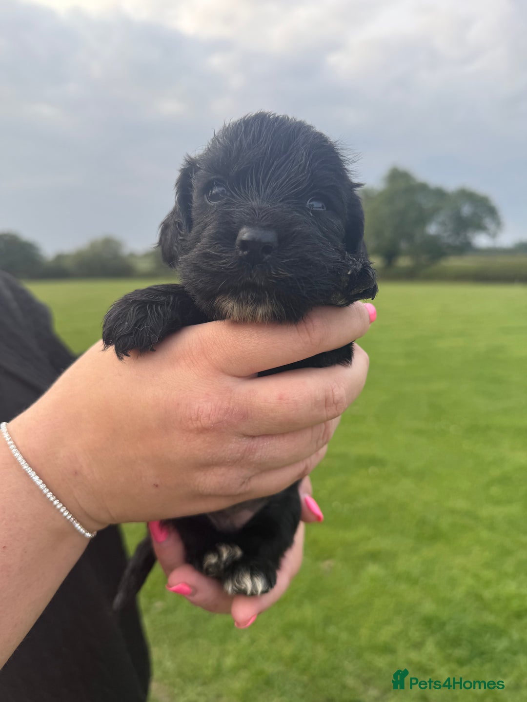 Cockapoo dogs for sale: Cockapoo puppies F1 READY TO LEAVE 🏡🥰 in Leicester - Image 25