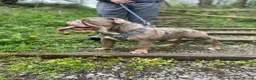 English Bulldog dogs for stud: Looking to Stud Kash in Preston - Advert 1