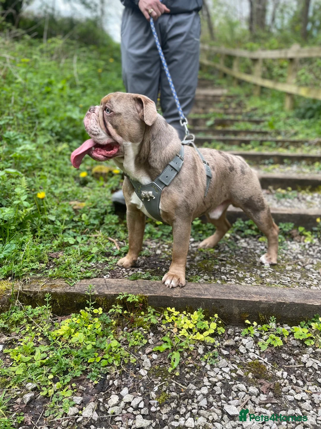 English Bulldog dogs for stud: Looking to Stud Kash in Preston - Advert 1