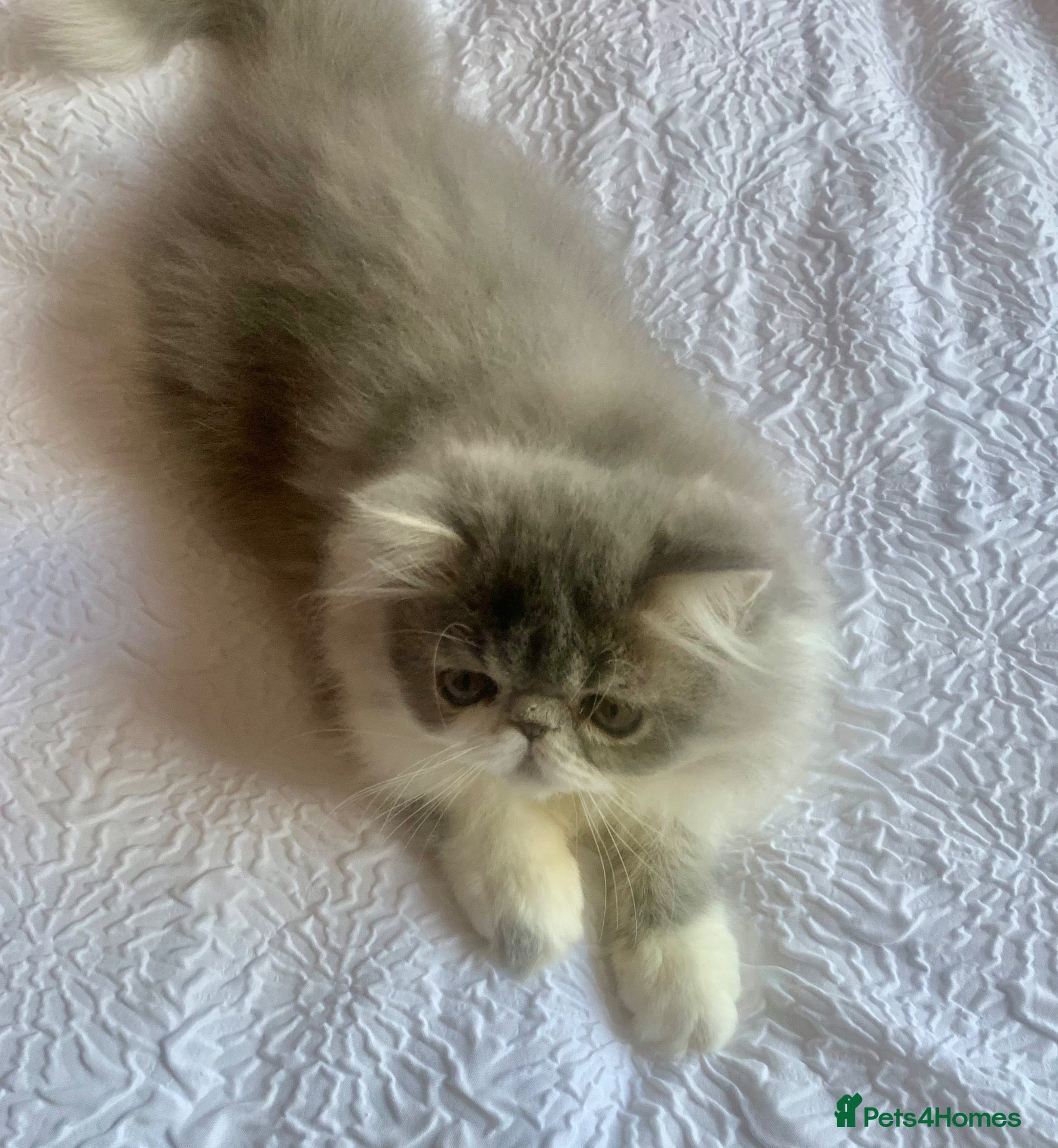 Persian cats Persian Kitten***Ready Now*** - Advert 1