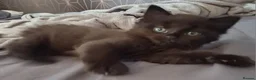 Mixed Breed cats for sale: Stunning mixed breed kittens   - Advert 3