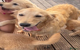 Goldendoodle dogs for sale: Healthy waggy happy puppies  - Image 14