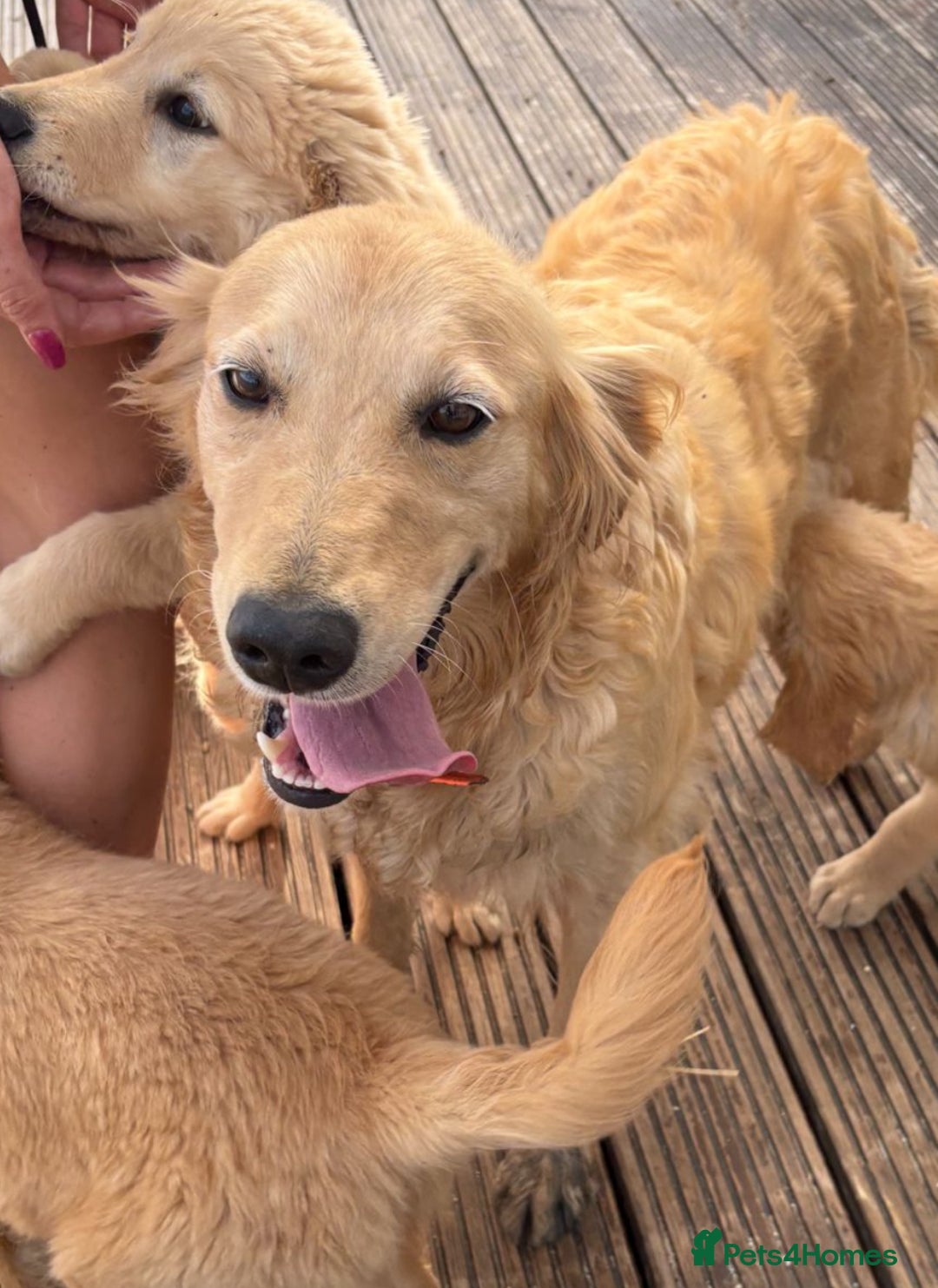 Goldendoodle dogs for sale: Healthy waggy happy puppies  - Image 14