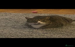 British Shorthair cats for sale: Milo  - Image 2