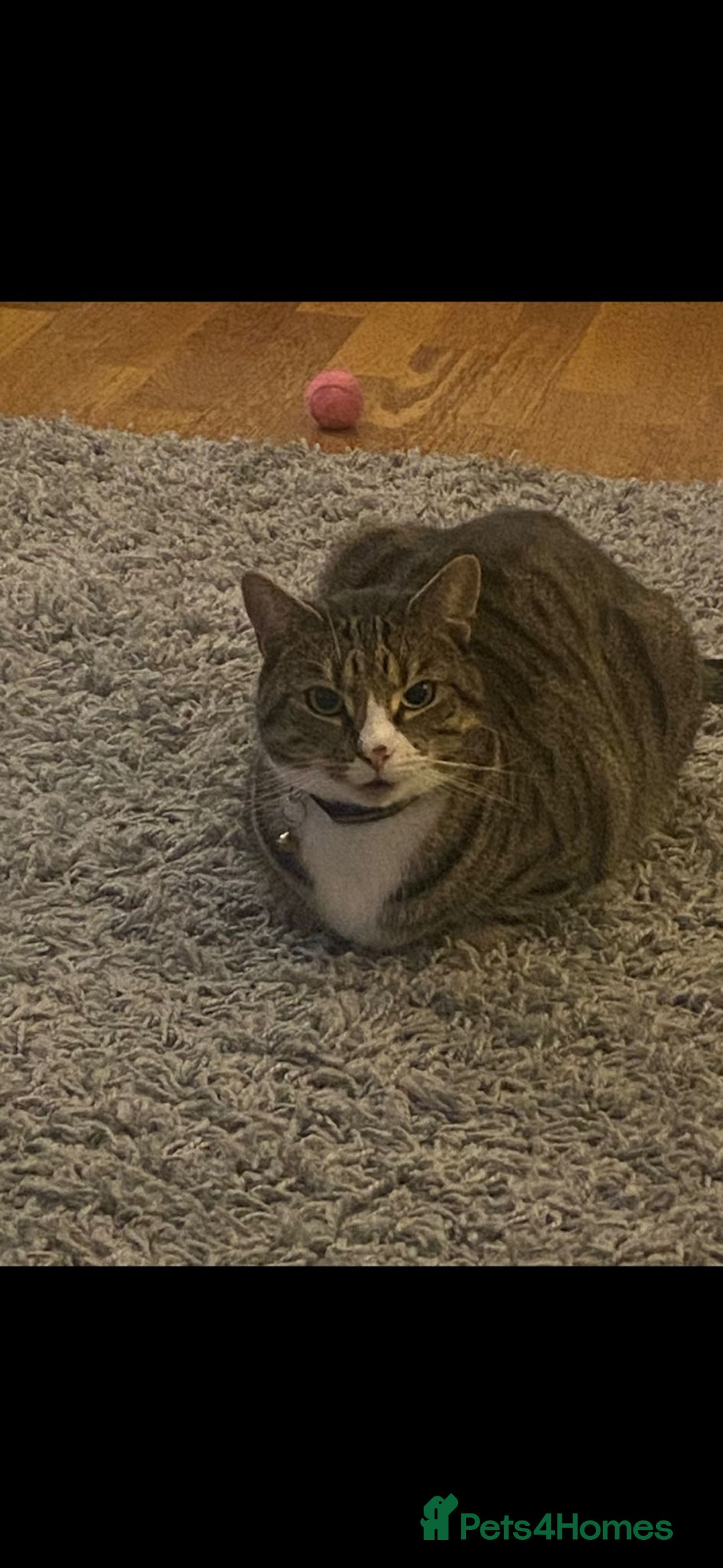 British Shorthair cats for sale: Milo  - Image 2