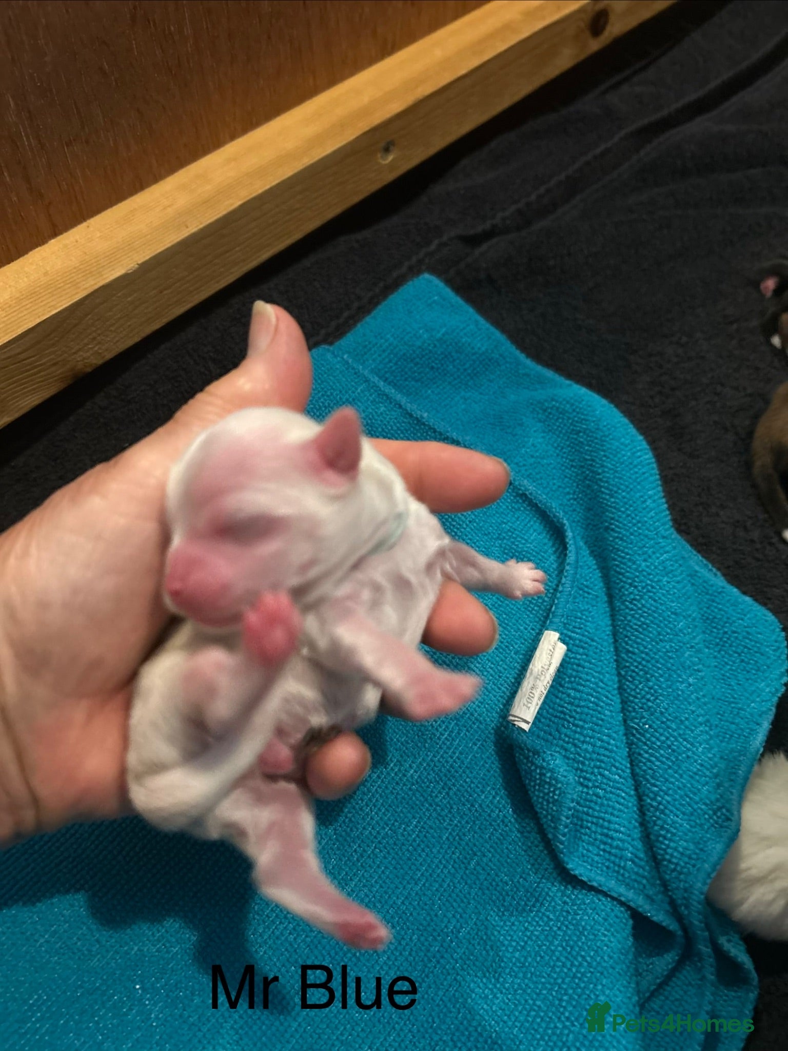 Lhasa Apso dogs Kc Reg Lhasa pup Only 1 left - Advert 3