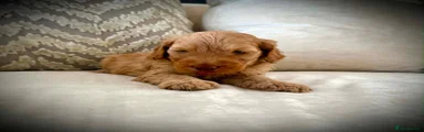 Cockapoo 1
