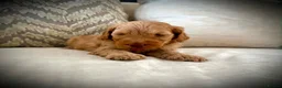 Cockapoo dogs for sale: Rare chocolate and tan pointed cockapoos - Advert 12