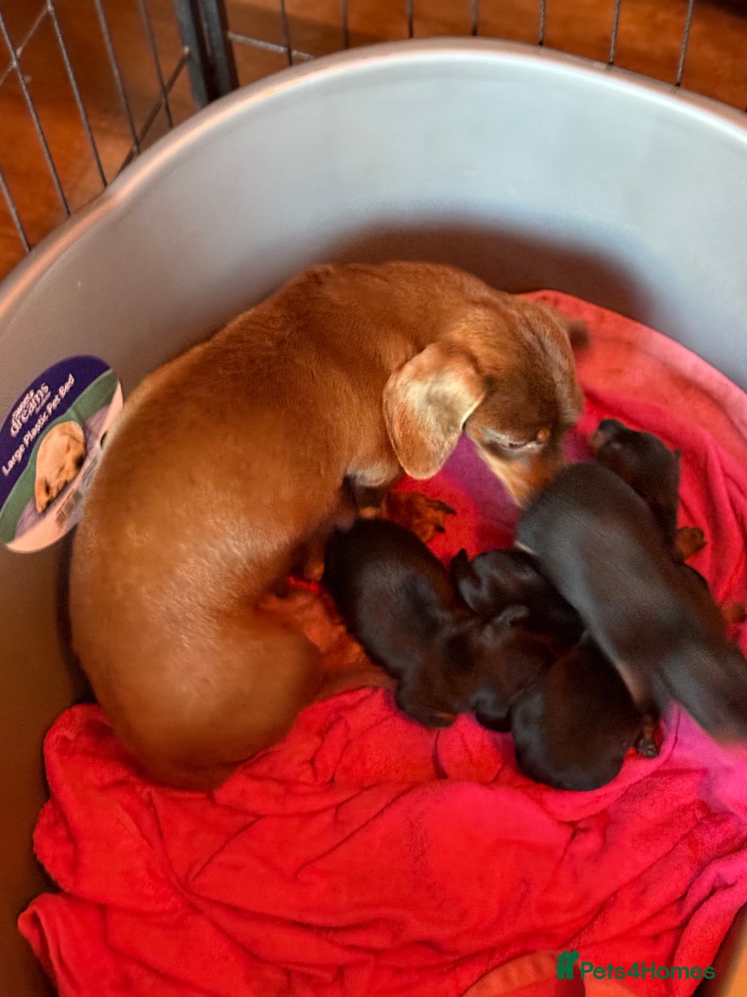 Miniature Dachshund dogs for sale: KC REGISTERED MINIATURE DACHSHUND PUPS - Advert 3