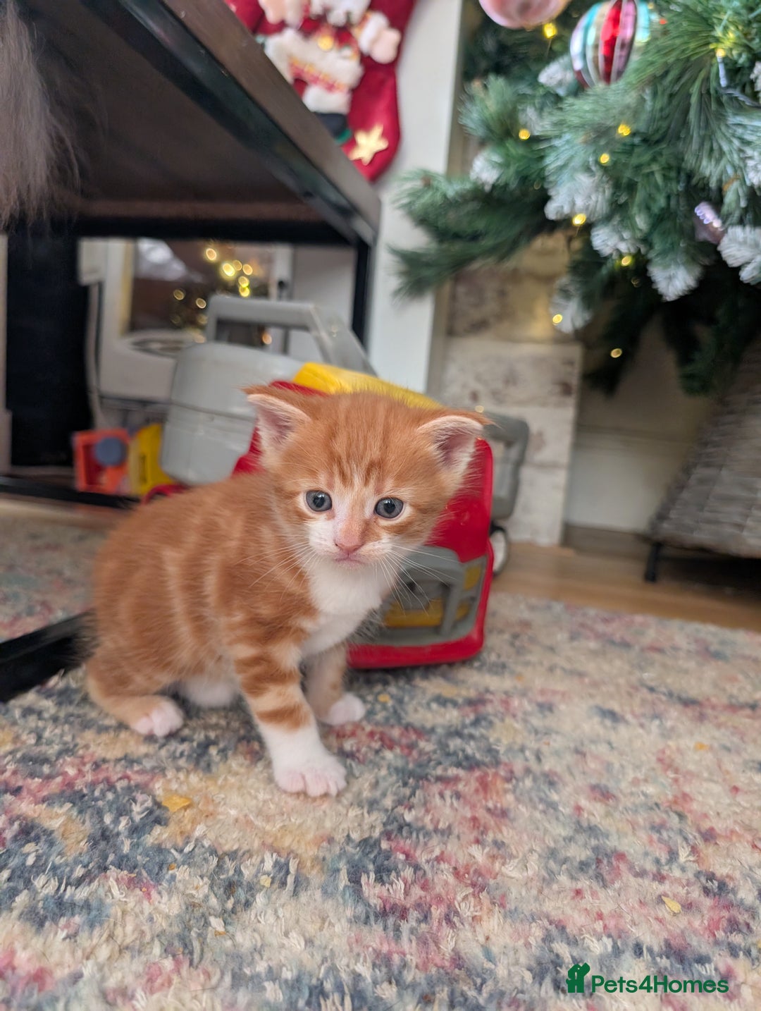 Maine Coon cats for sale: 2 Beautiful Maine Coon Cross kittens  - Advert 3