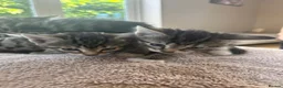 Mixed Breed cats for sale: Adorable kittens available this week - Advert 3