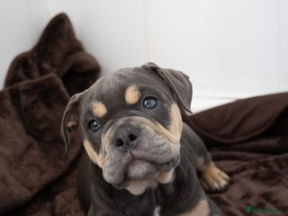 Olde English Bulldogge dogs - Advert 3