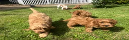 Cavapoo dogs for sale: Cavapoo puppies for sale  in Sittingbourne - Advert 2
