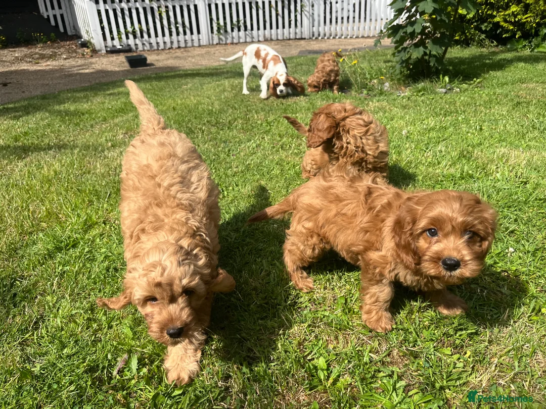 Cavapoo dogs for sale: Cavapoo puppies for sale  in Sittingbourne - Advert 2