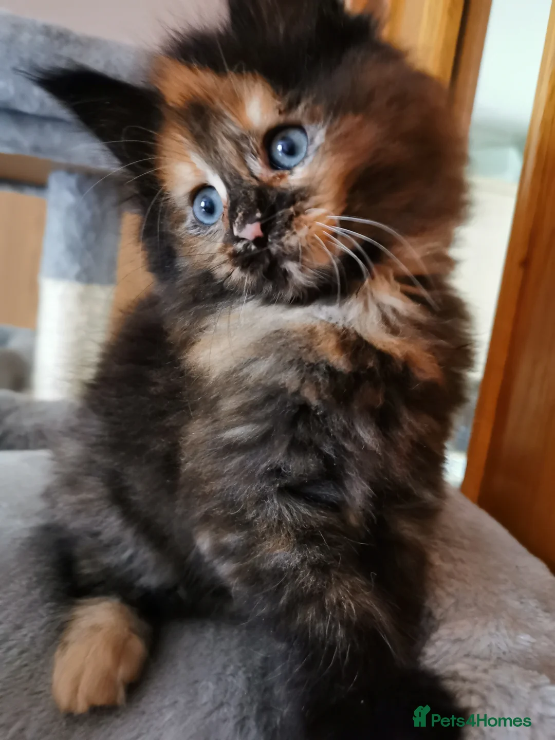 Maine Coon cats for sale: Gorgeous GCCF registered young female  - Advert 8