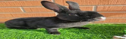Rex rabbits for sale: Mini Rex non related  - Advert 4