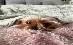 Yorkshire Terrier dogs for stud: Stud dog Yorkie - Advert 8