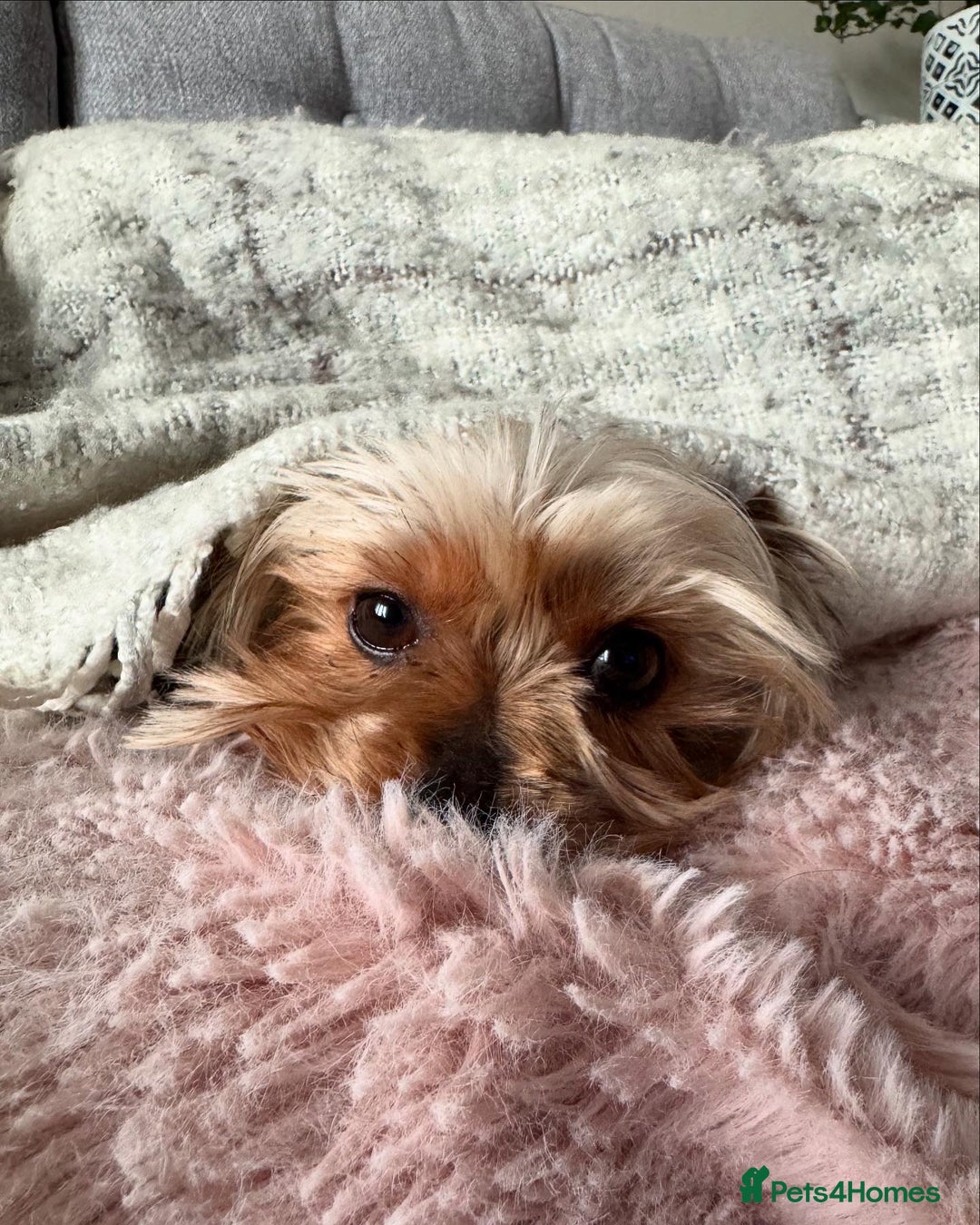 Yorkshire Terrier dogs for stud: Stud dog Yorkie - Advert 8