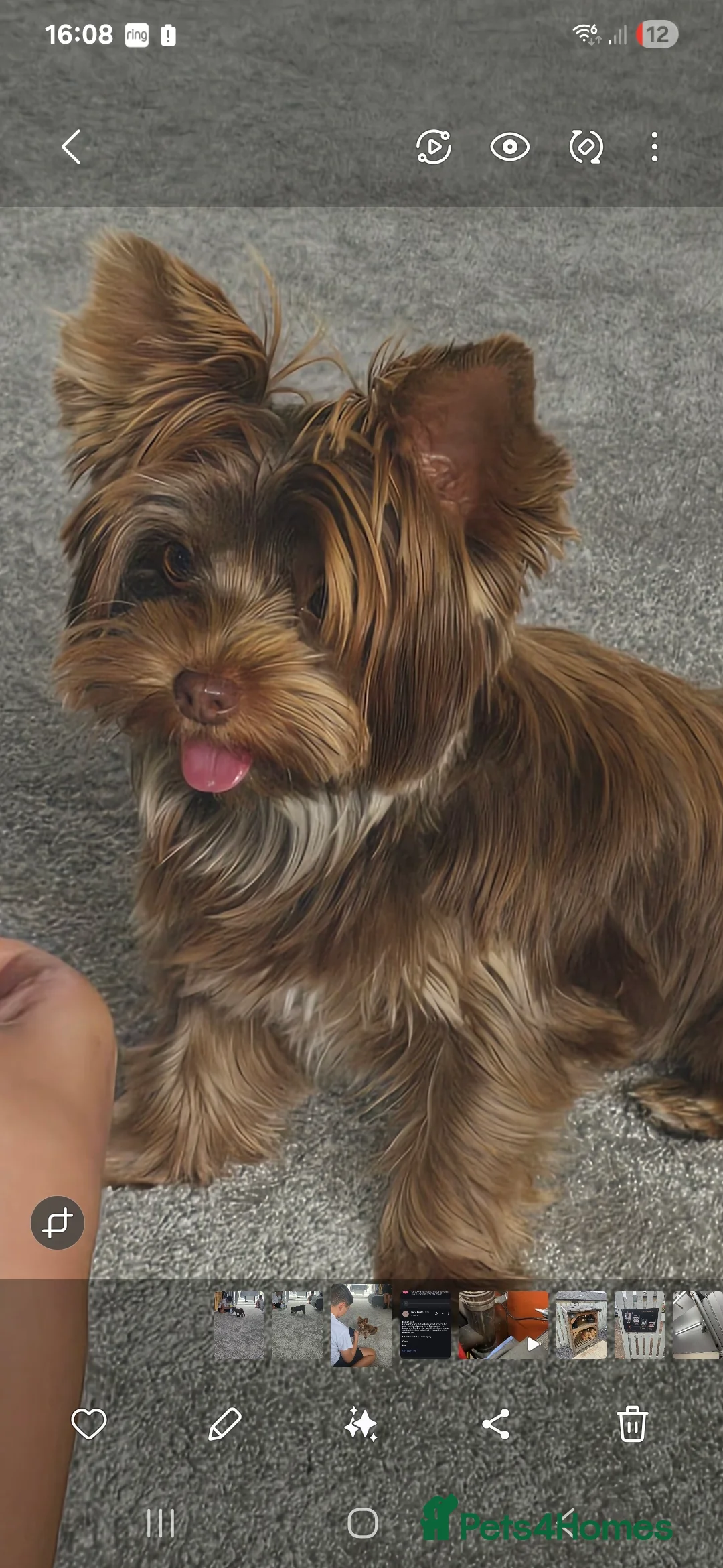 Yorkshire Terrier dogs for sale: Miniture yorkies ( sold only as a pair) - Advert 7