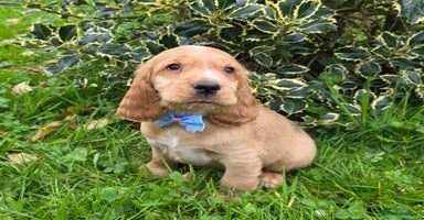 Cocker Spaniel dogs - Advert 9