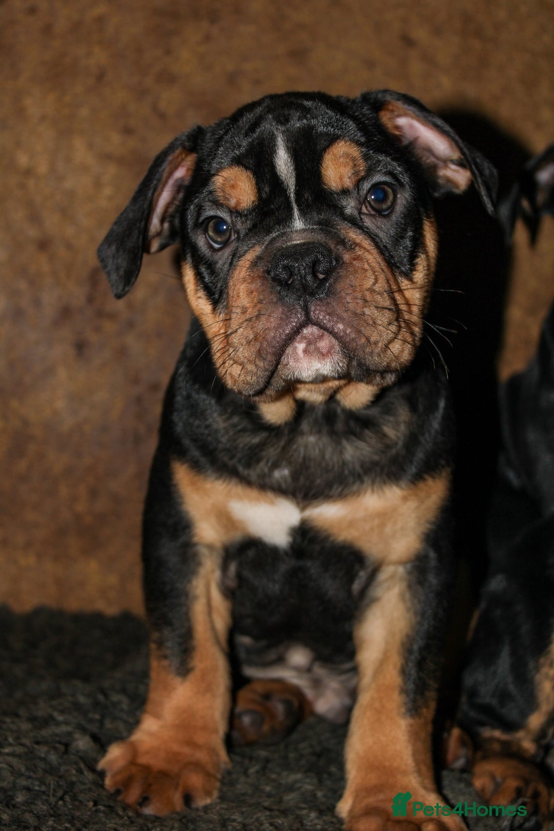 Olde English Bulldogge dogs for sale: Olde English Bulldog puppies (Reduced) - Image 12