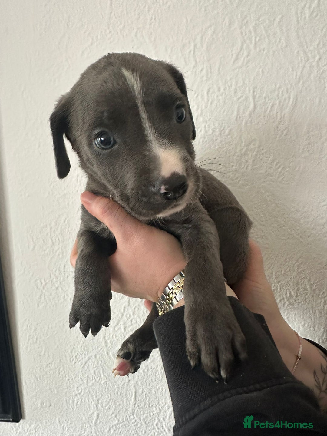 Mixed Breed dogs for sale: Cane corso x alpha blue bulldog puppies  - Advert 15