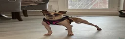 Italian Greyhound dogs for adoption: Penny seeks forever home  - Advert 2