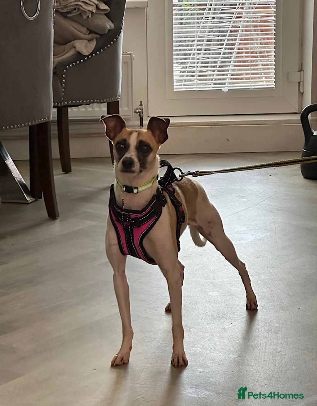 Italian Greyhound dogs for adoption: Penny seeks forever home  - Advert 2