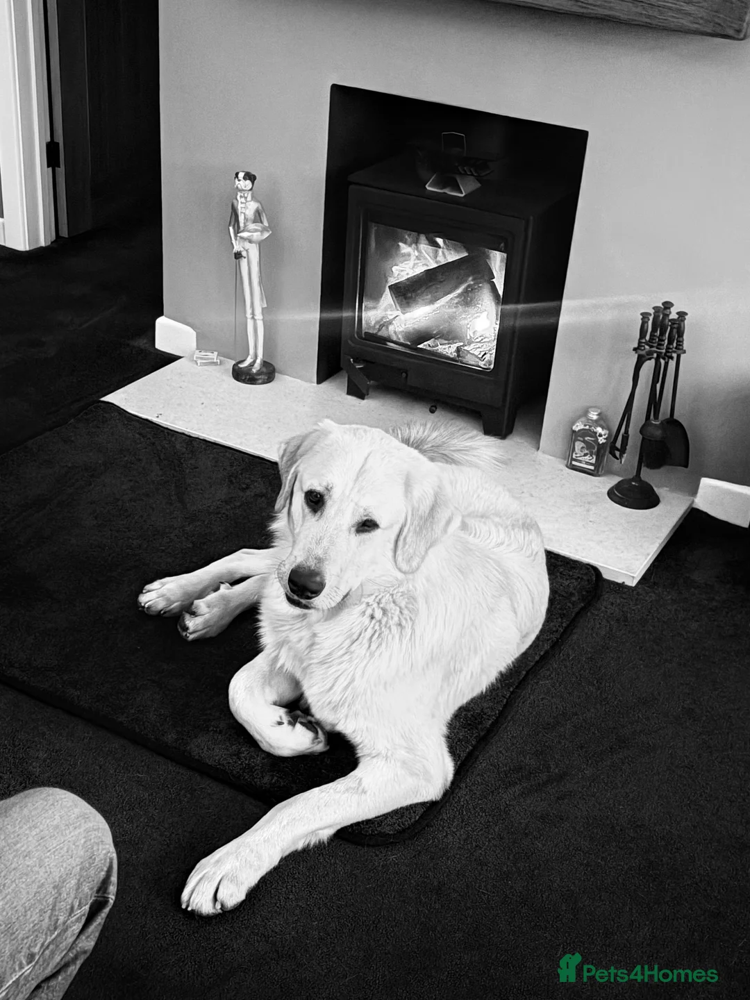 Mixed Breed dogs for sale: Gorgeous goofy Asprouli looking for his home - Advert 5