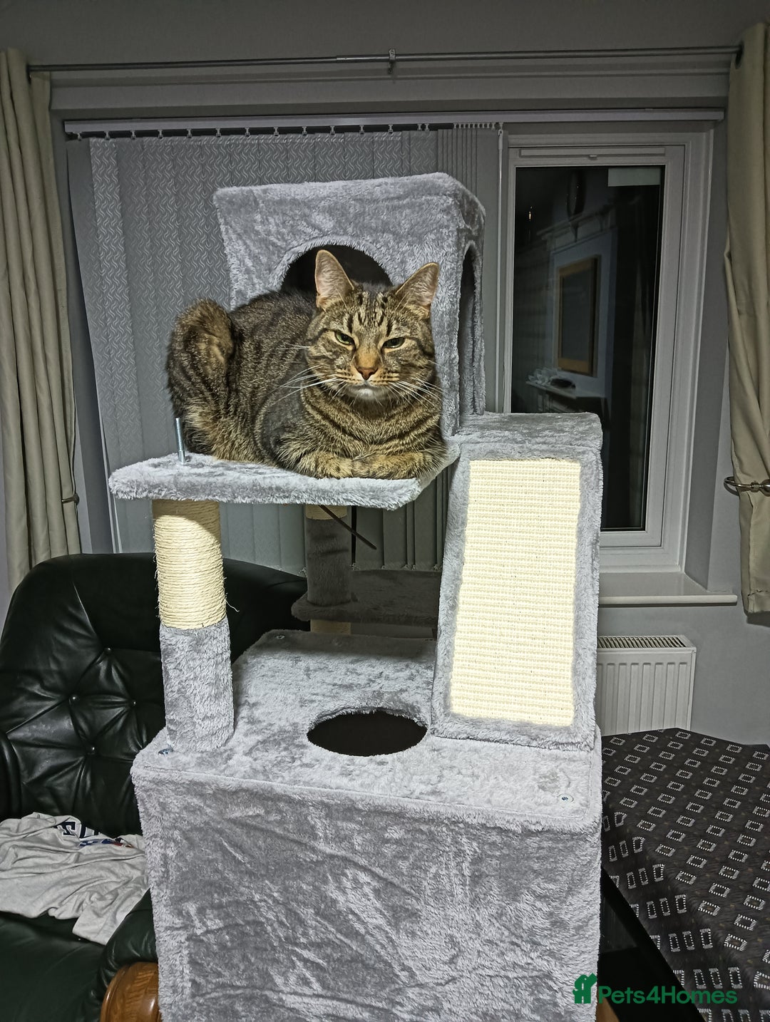Mixed Breed cats for sale: Egyptian Mau X Tabby  - Advert 2