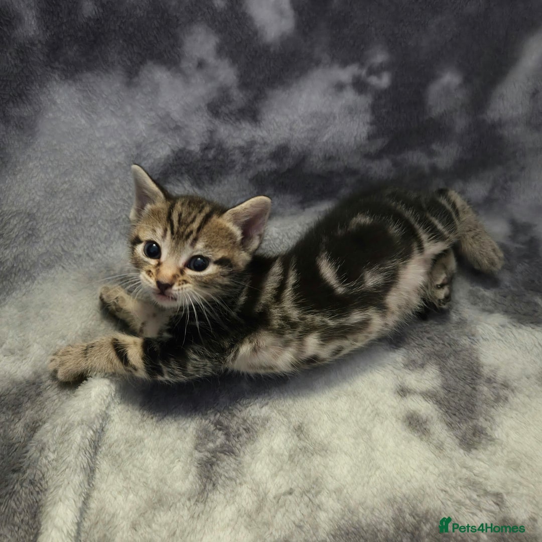 Mixed Breed cats for sale: Mixed breed kittens - Image 11