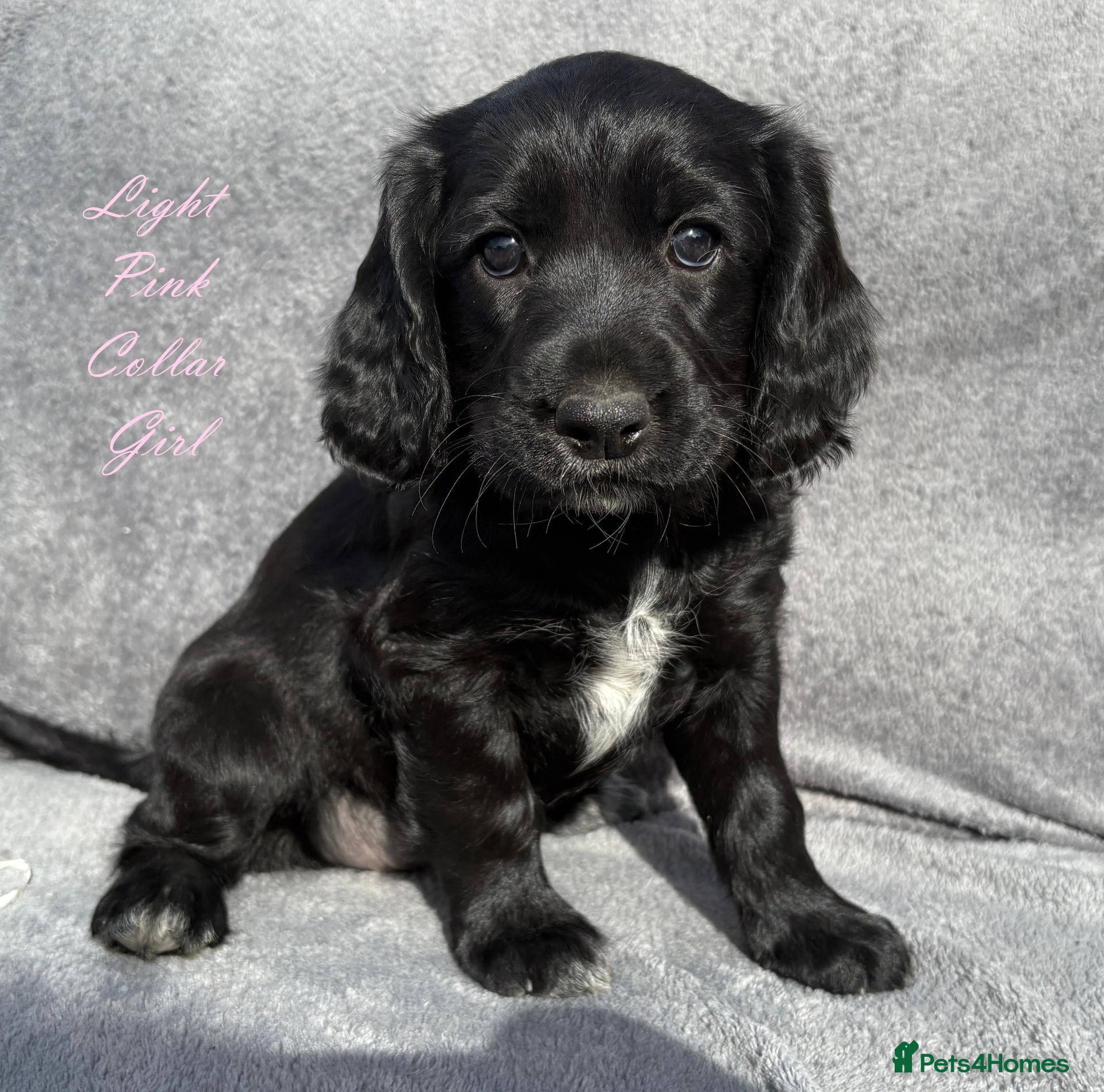 Cocker Spaniel dogs KC reg Cocker Spaniel pups (working) - Advert 1