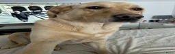 Goldador dogs for sale: 5 year old Goldador  in Derby - Advert 11