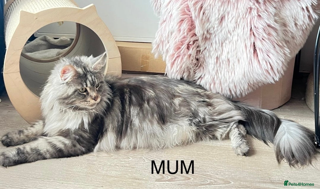 Maine Coon cats for sale: Gorgeous Black & Black Smoke kittens TICA parents - Image 12
