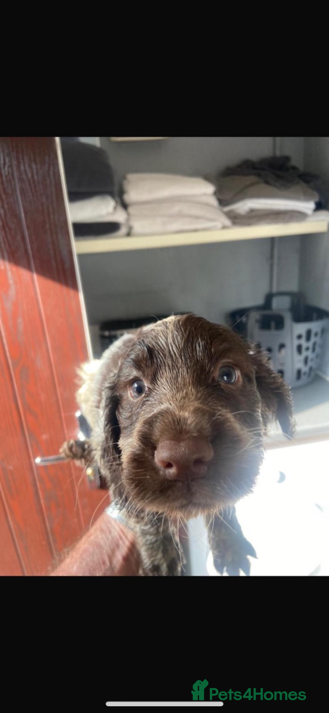 Cocker Spaniel dogs for sale: 5 Male 1 Female Pedigree Cocker Spaniel Puppy’s  - Image 2