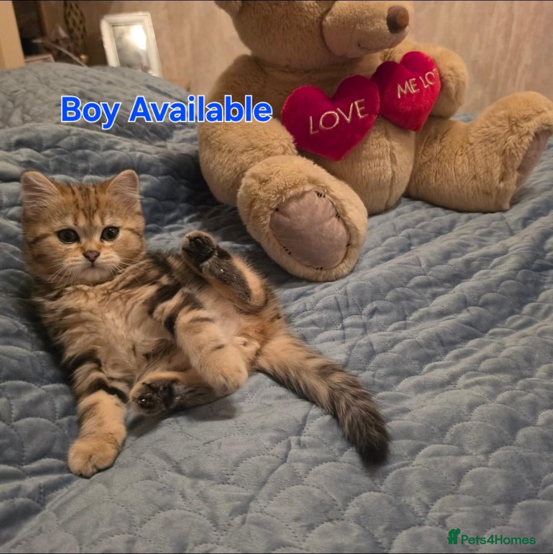 Scottish Fold cats 1 adorable BoY left Scottish fold kittens 💙  - Advert 6