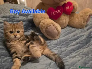 Scottish Fold cats 1 adorable BoY left Scottish fold kittens 💙 - Advert 6