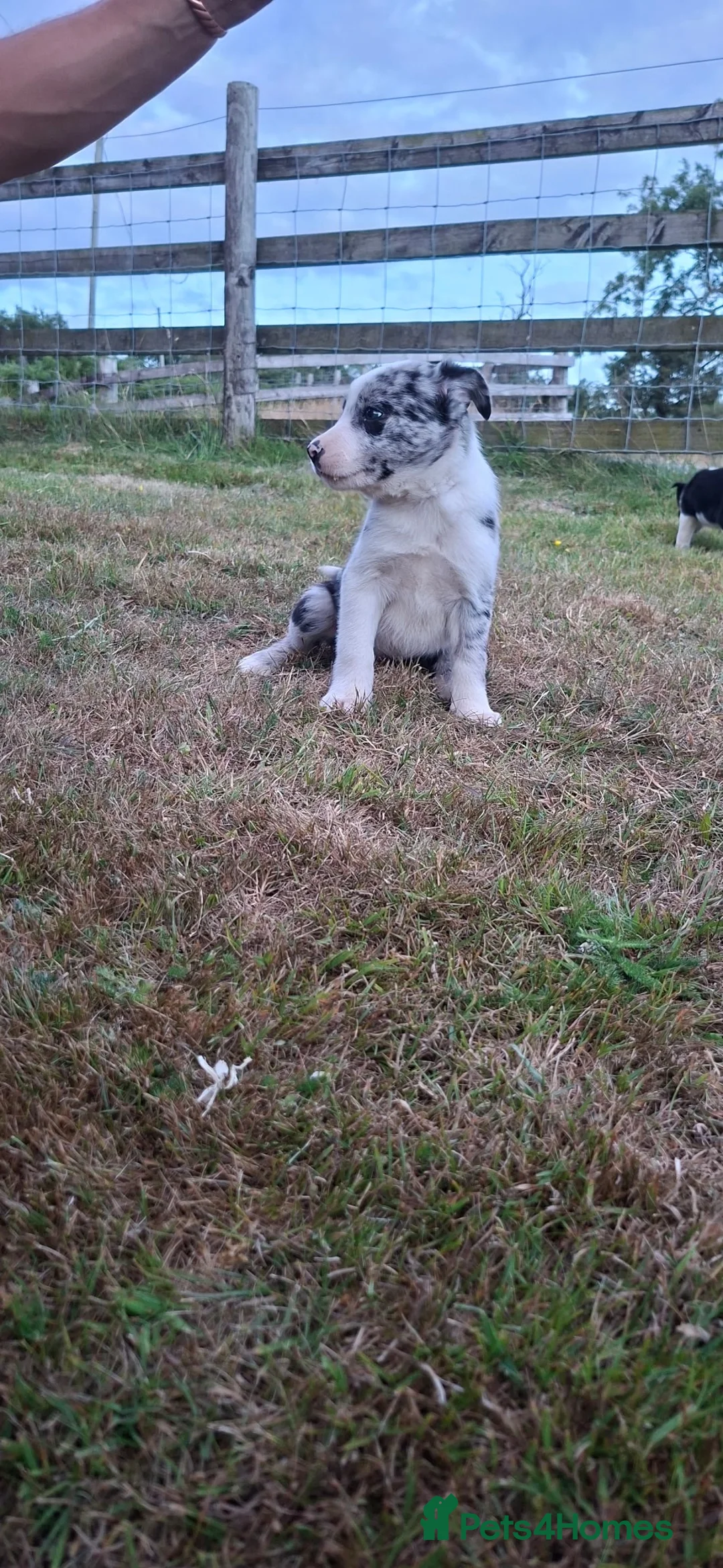 Border Collie dogs for sale: 4 gorgeous collie pups in Brecon - Advert 2