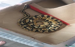 Python Snake reptiles for sale: Pastel royal ball python  - Image 3