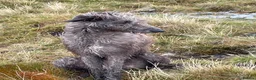 Deerhound dogs for sale: Deerhound puppies  - Advert 8