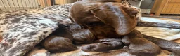 Mixed Breed dogs for sale: German pointer cross dashchund - Advert 9